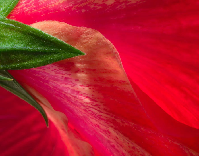 Hibiscus, artichaut, frêne : zoom sur 3 plantes